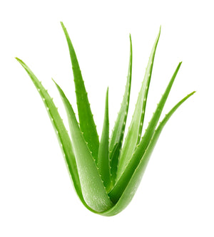 Heilpflanze Aloe Vera